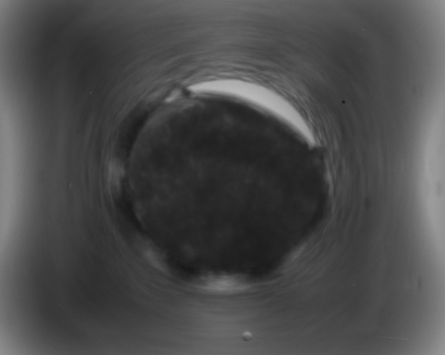X0000085230235200703301732