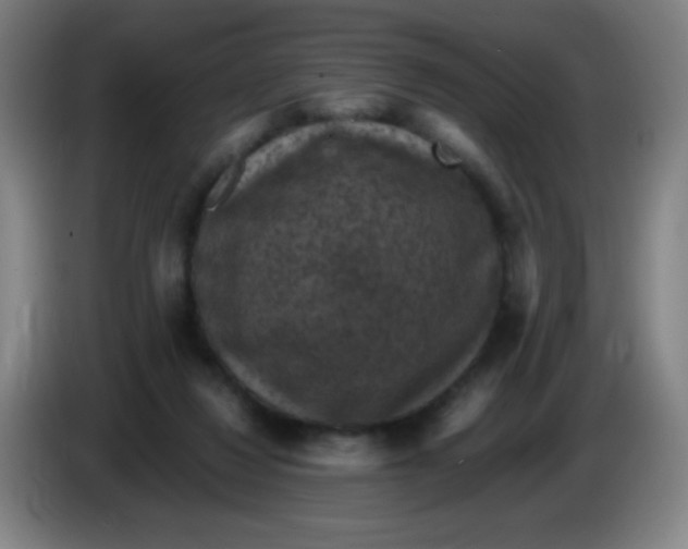 X0000085230260200703301732