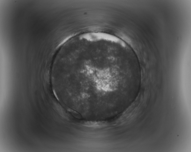 X0000085230297200703301731