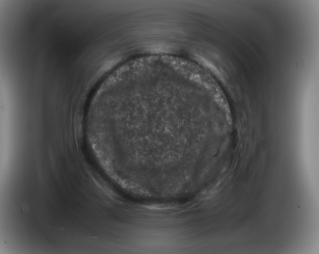 X0000085230299200703301731
