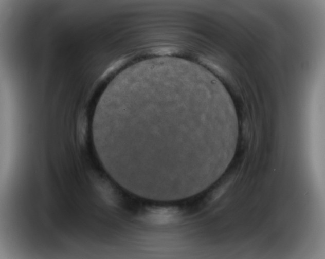 X0000085230304200703301731