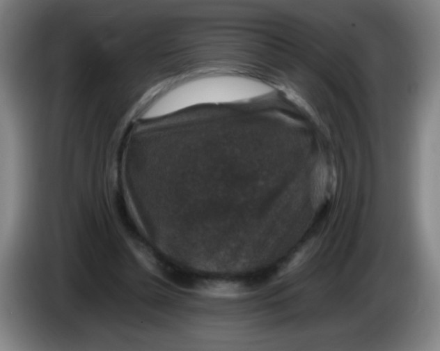 X0000085230348200703301730