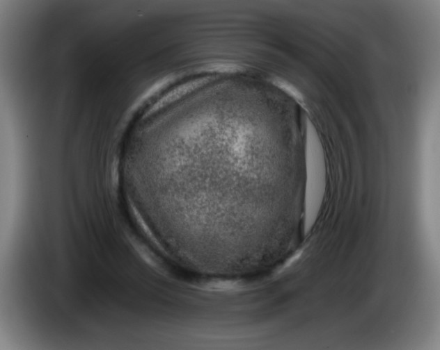 X0000085230350200703301730
