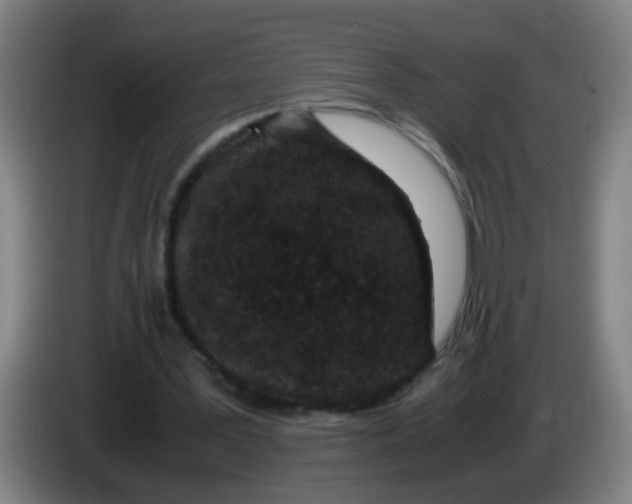 X0000085230387200703301730