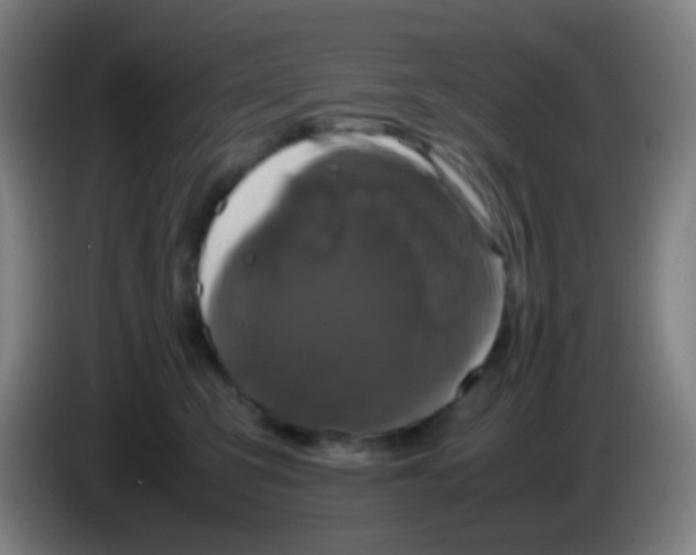 X0000085230423200703301729