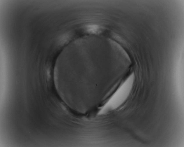 X0000085230424200703301729