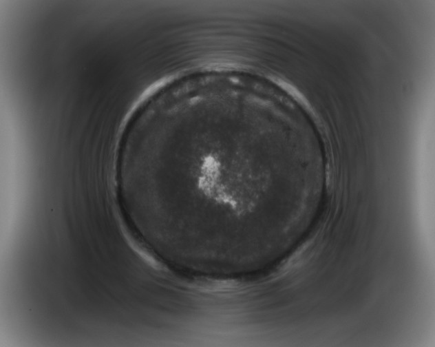 X0000085230438200703301729