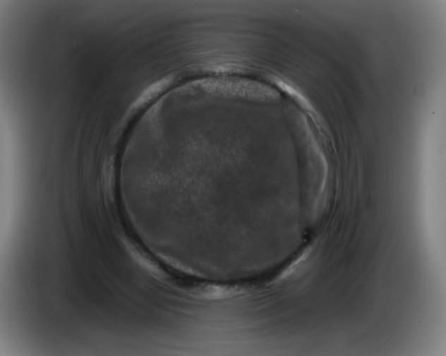 X0000085230442200703301729