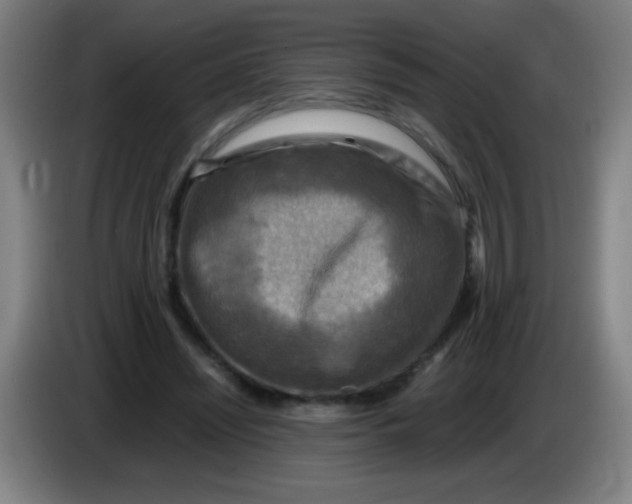 X0000085230444200703301729