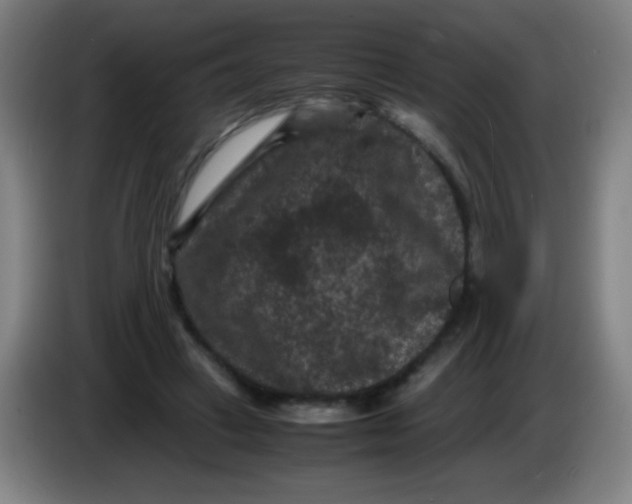 X0000085230449200703301729