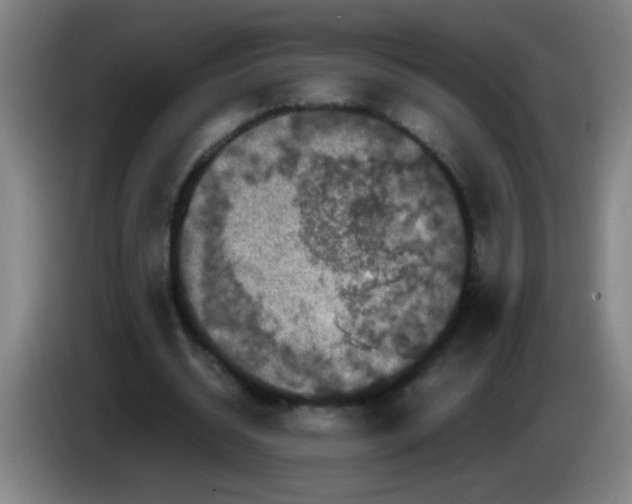 X0000085230534200703301727