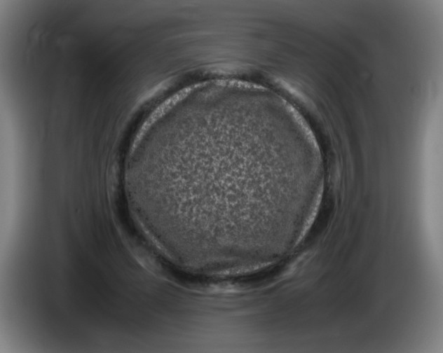 X0000085230591200703301727