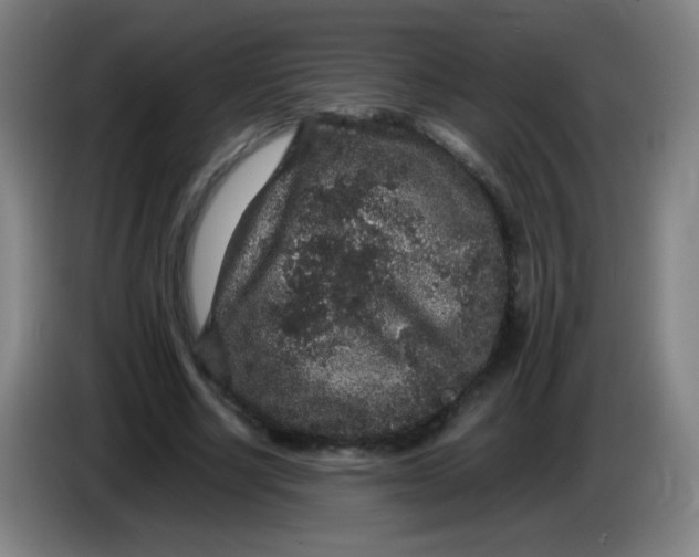 X0000085230634200703301726
