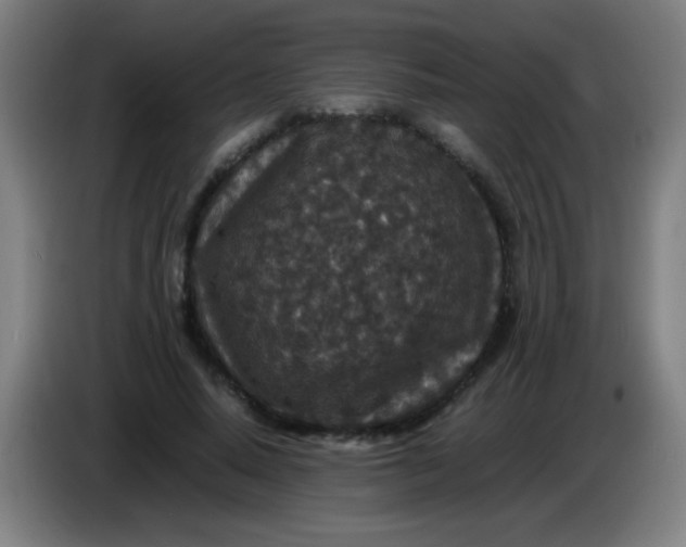 X0000085230640200703301726