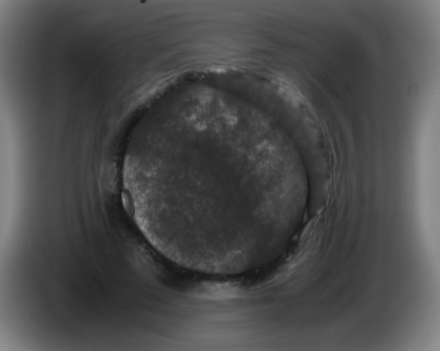 X0000085230689200703301726