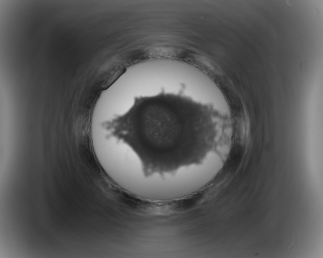X0000085230701200703301725
