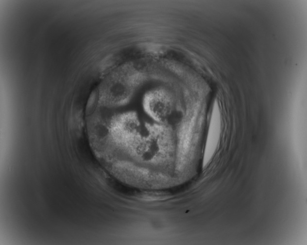 X0000085230707200703301725