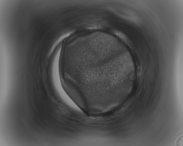 X0000085230727200703301725