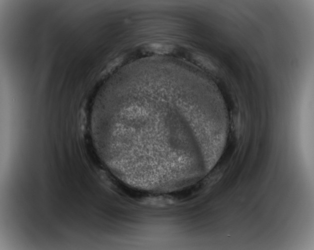 X0000085230752200703301725