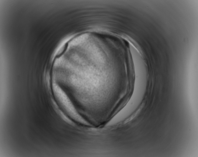 X0000085230812200703301724