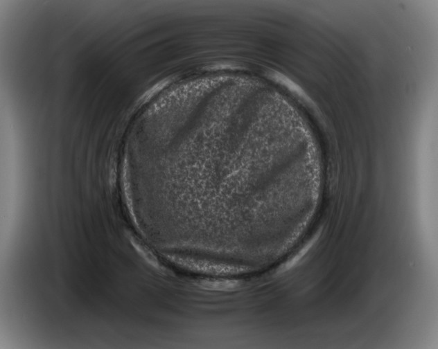 X0000085230833200703301723