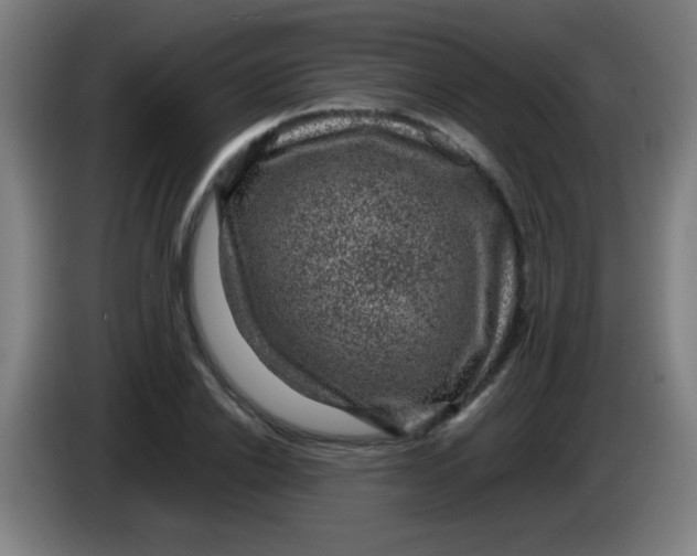 X0000085230838200703301723