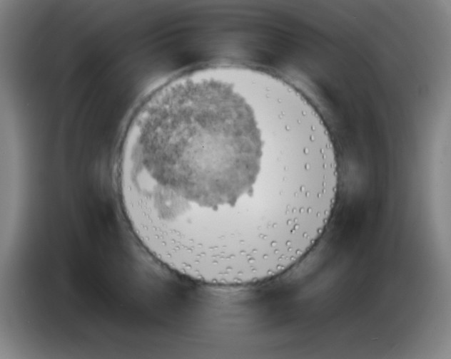 X0000085230856200703301724