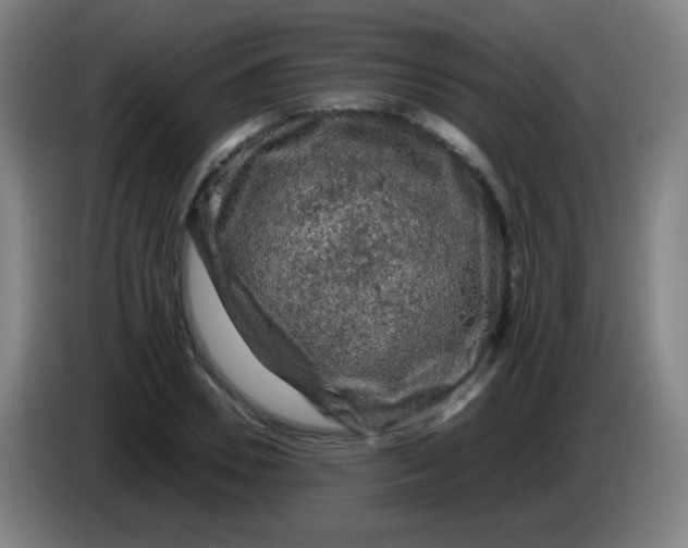 X0000085230930200703301722