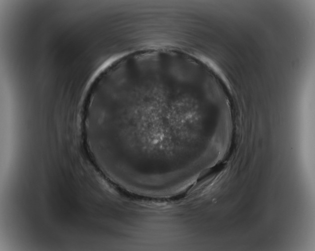 X0000085230975200703301721
