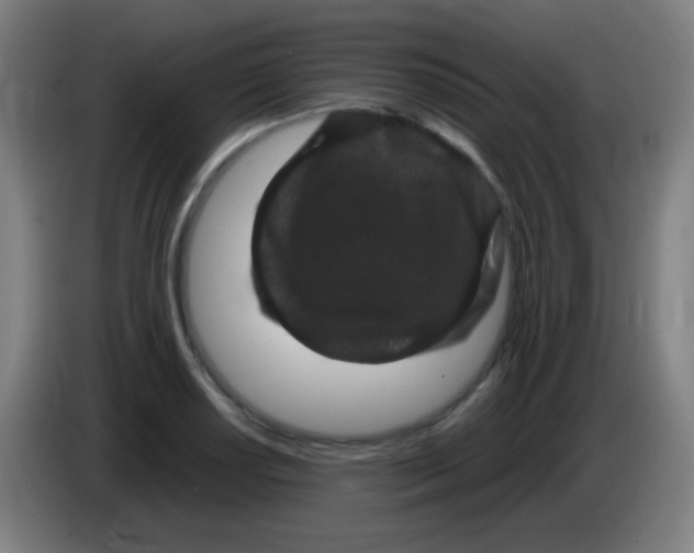 X0000085231034200703301721