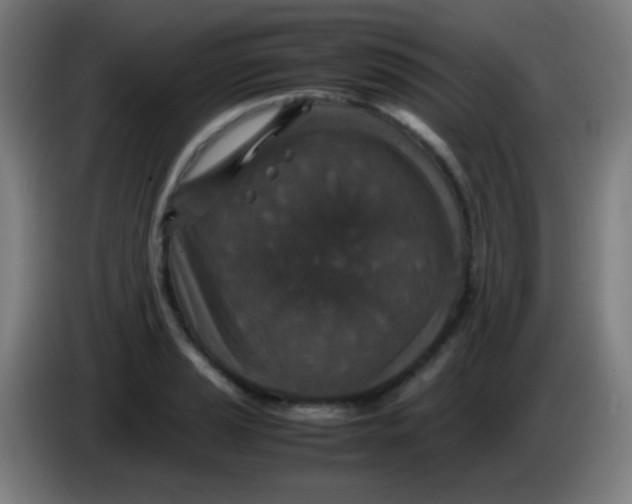 X0000085231037200703301721