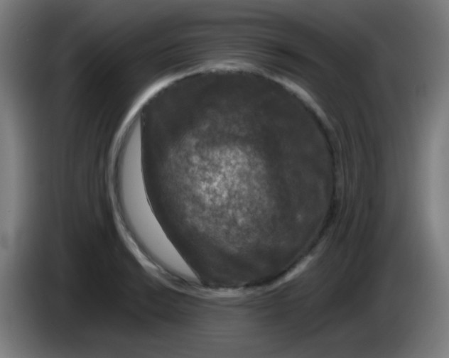 X0000085231038200703301721