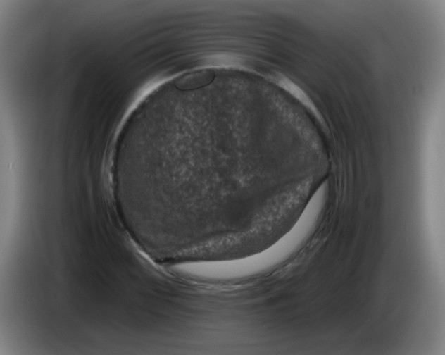 X0000085231068200703301720