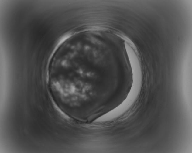X0000085231095200703301720
