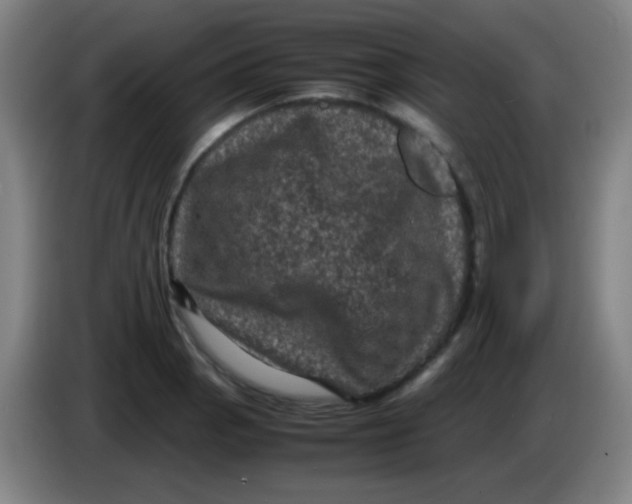 X0000085231129200703301719