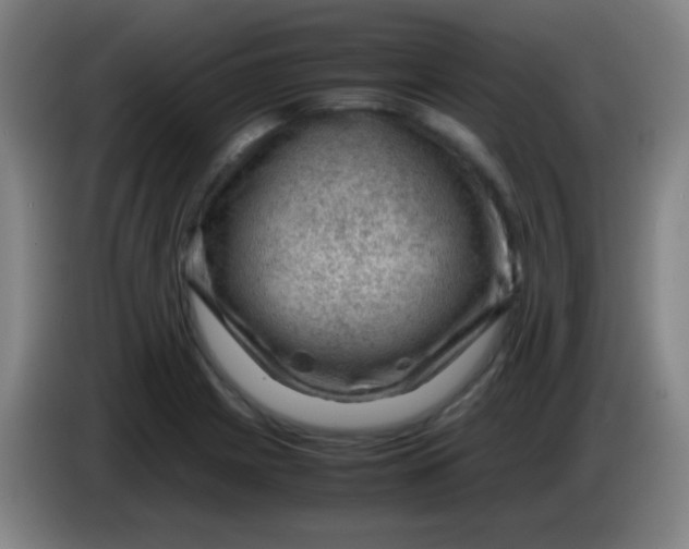 X0000085231225200703301718