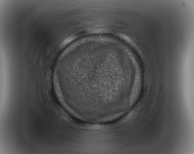 X0000085231265200703301717