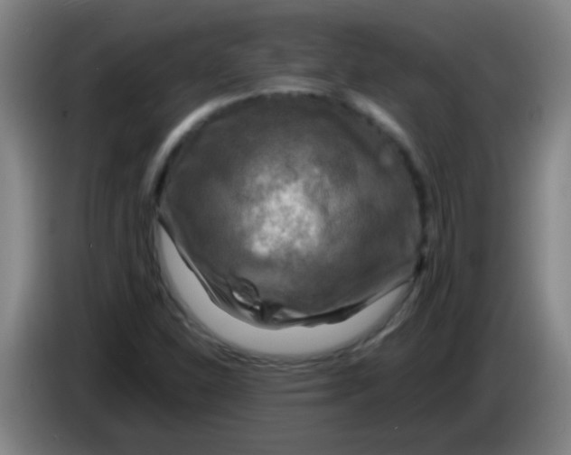 X0000085231310200703301716