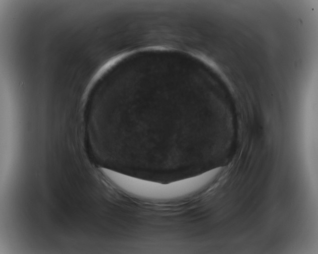 X0000085231319200703301716