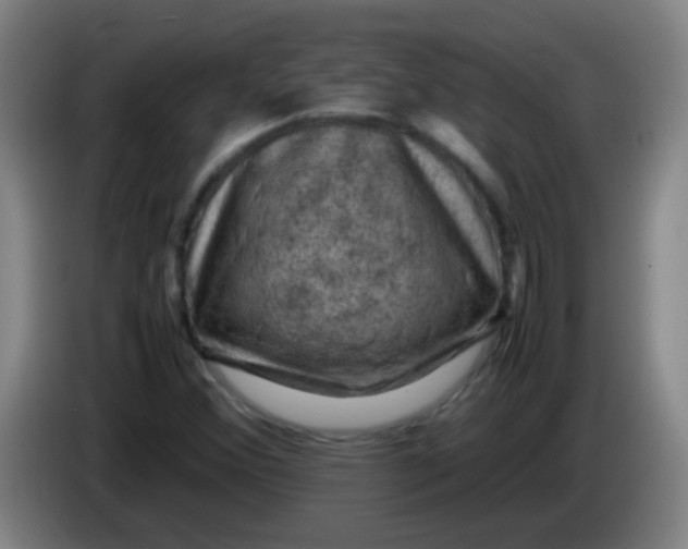 X0000085231356200703301716