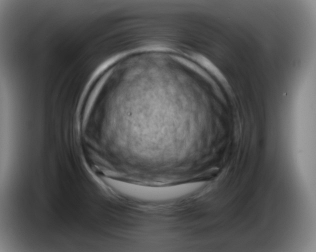 X0000085231380200703301716