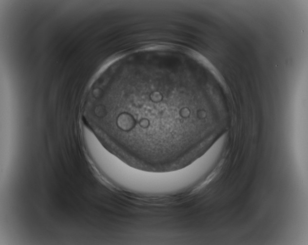 X0000085231417200703301715