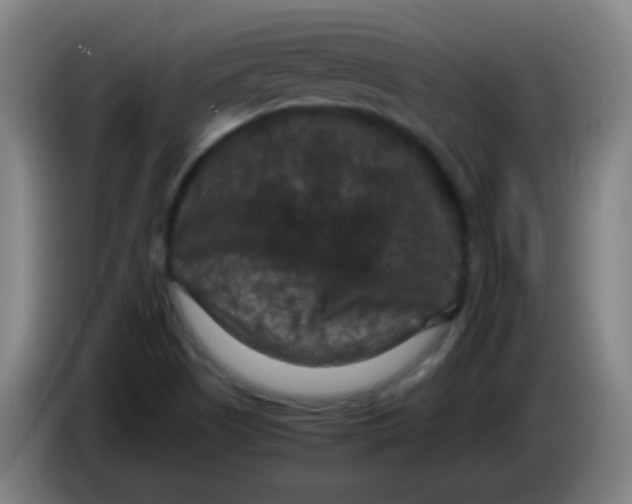 X0000085231505200703301714