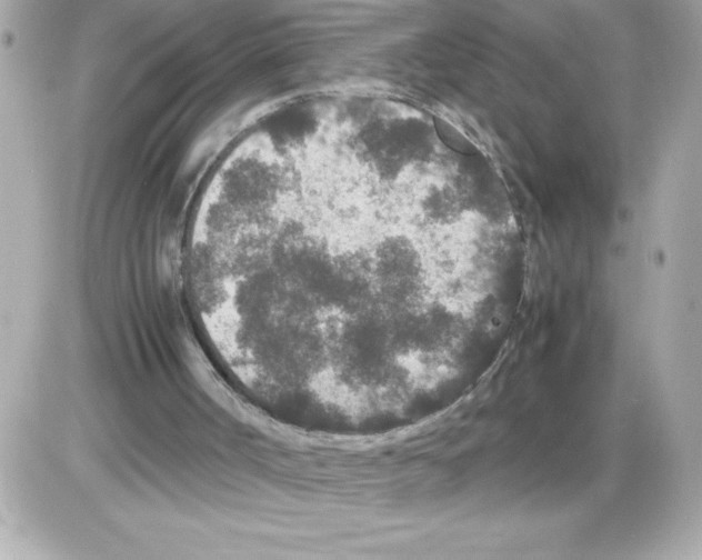 X0000085230002200704092009