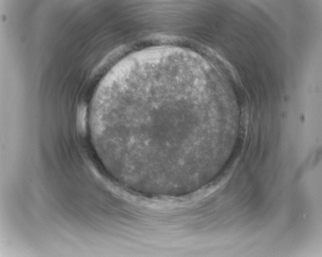 X0000085230024200704092009