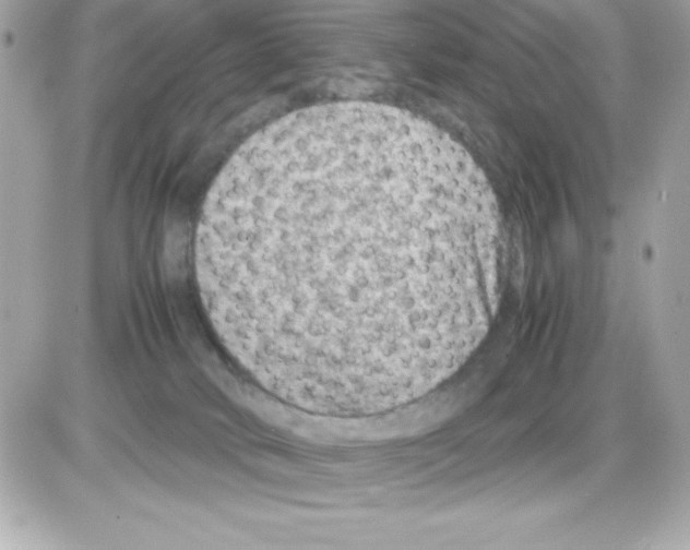 X0000085230034200704092009