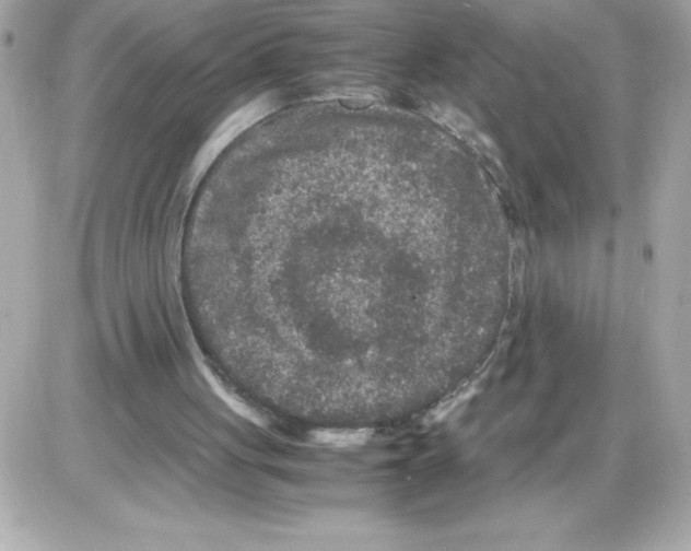 X0000085230051200704092008