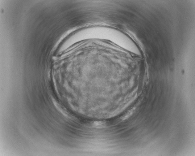 X0000085230060200704092008