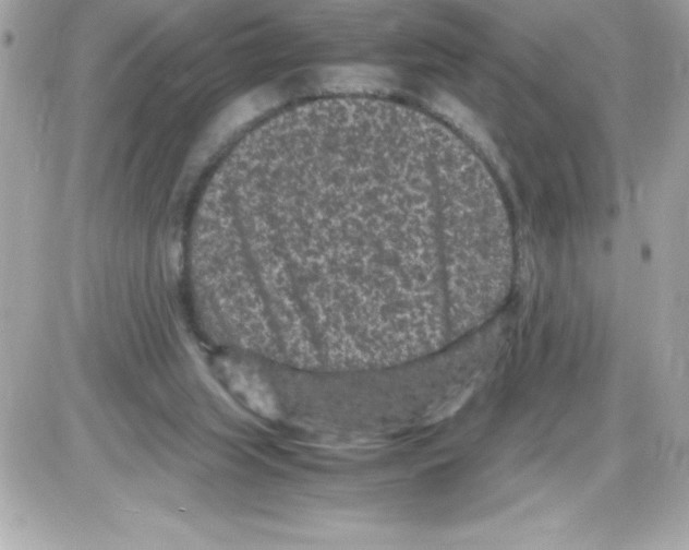 X0000085230063200704092008