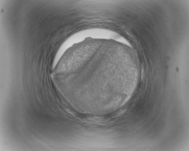 X0000085230125200704092007